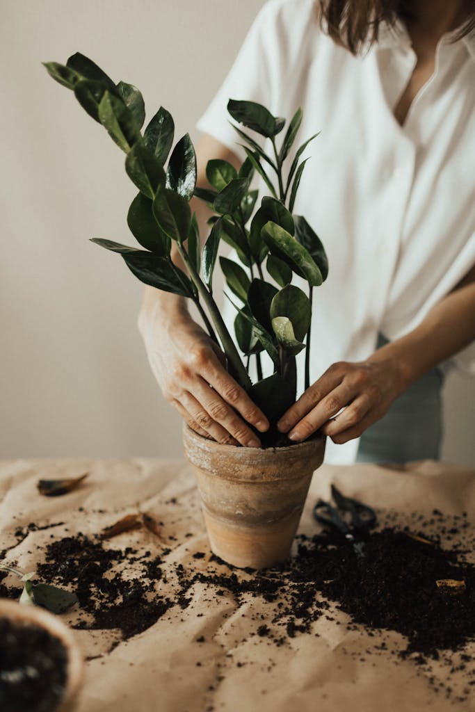 Person Arranging Pot Plant